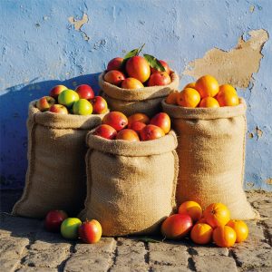 Fruit of Life